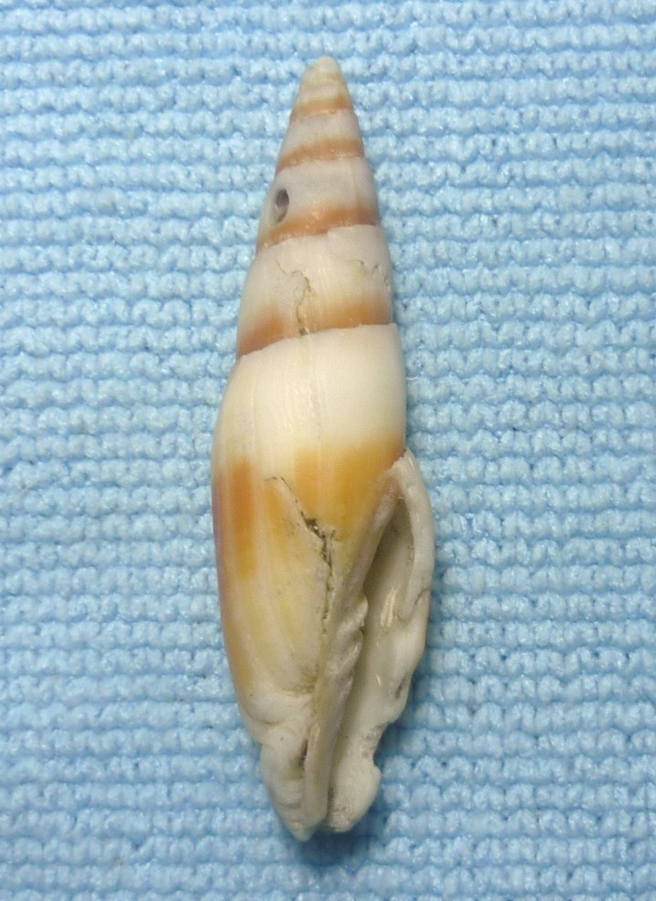 Mitra zonata